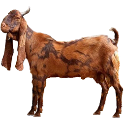 Kamori Goat